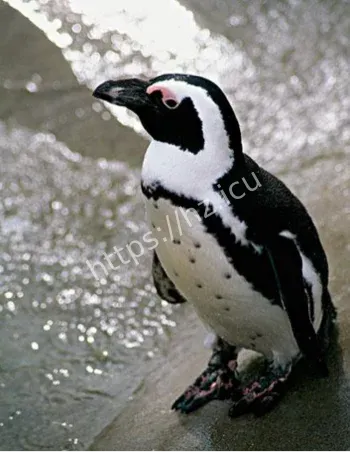 台北上海黑脚企鹅交换